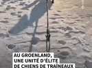 Au Groenland, une élite de chiens de traîneaux