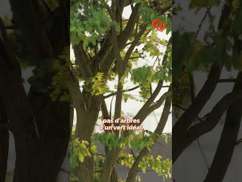 Cette IA révèle la face cachée des projets immobiliers #shorts