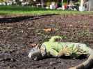 Pluie d'iguanes en Floride : une espèce envahissante face au froid