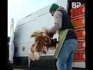 Ils ont adopté 255 poules sauvées de l'abattoir à Beaune