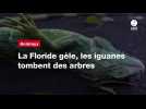 VIDEO;La Floride gèle, les iguanes tombent des arbres