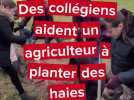 Champs : des collégiens aident un agriculteur à planter des haies