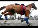 Une écurie donne une deuxième chance aux chevaux abîmés à Duttlenheim