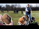 Éducation canine : la crème de la truffe française réunie à Obernai