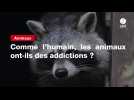 VIDEO. Comme l'humain, les animaux ont-ils des addictions ?