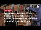 VIDEO.Dermatose nodulaire : un troisième cas détecté en Ariège, une vingtaine de bêtes devraient être abattues