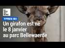 Un girafon à Bellewaerde