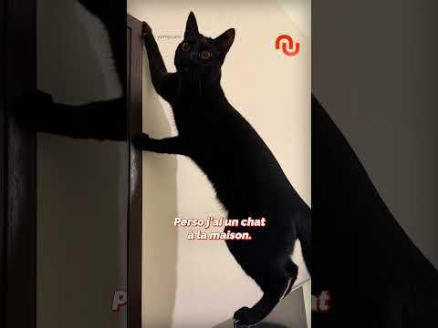 Voici le distributeur de nourriture pour chats le plus pratique ! #shorts