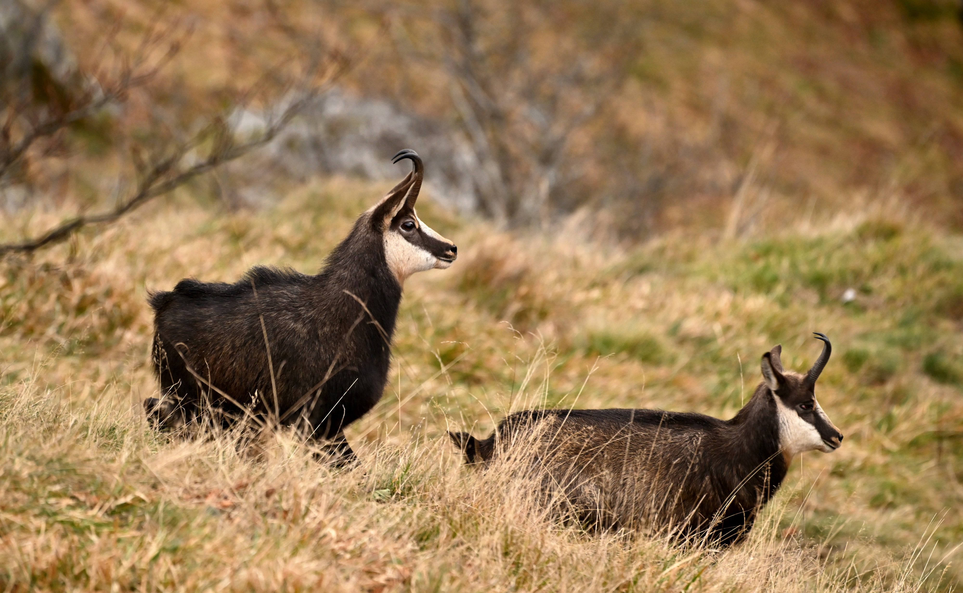 Vidéo. $content.TitleNoTags