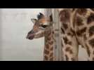 Un girafon de Rothschild est né à Bellewaerde