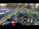 VIDÉO. Tempête Goretti. "J'ai entendu un gros 'boum'" : à Mayenne, un arbre tombe sur une voiture