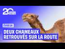 À Évreux, deux chameaux retrouvés sur la route en pleine tempête de neige