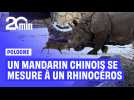 13 kg contre 1,7 tonne : un mandarin chinois s'attaque à un rhinocéros dans un zoo polonais