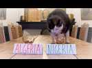 VIDÉO. Ce chat nommé Nimbus affole les réseaux sociaux grâce à ses bons pronostics sur la Coupe d'Afrique des nations