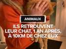 Disparu depuis un an, leur chat "Titi" a été retrouvé, affaibli mais vivant à 10 km de son domicile