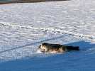 VIDÉO. En Vendée, un phoque se promène sur une plage enneigée