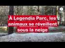 VIDEO. A Legendia Parc, les animaux se réveillent sous la neige