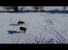 Neige : toute une organisation pour les passionnés d'équitation