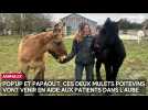 Pop'Up et Papaou'T, ces deux mulets poitevins vont venir en aide aux patients dans l'Aube