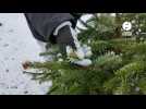 VIDÉO. En Bretagne, comment donner une seconde à son sapin après les fêtes ?