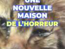 Des dizaines d'animaux sauvés dans cette nouvelle maison de l'horreur sur la Côte d'Azur...