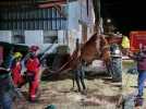 Un cheval coincé sous une dalle de béton secouru par des pompiers