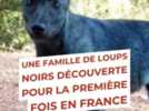 Faune - Tout corrobore la présence d'un loup dans le Puy-de-Dôme, la question est : va-t-il y rester ?