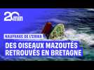 Naufrage de l'Erika : des oiseaux mazoutés 26 ans après