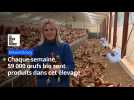 Chaque semaine, 59 000 oeufs bio sont produits dans cet élevage de Bréxent-Énocq