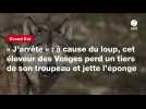 VIDÉO. « J'arrête » : à cause du loup, cet éleveur des Vosges perd un tiers de son troupeau et jette l'éponge