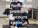 Au coeur de la formation premiers secours canin à Bihorel