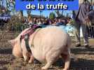 Ricky le cochon, star de la Fête de la truffe