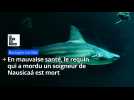 En mauvaise santé, le requin qui a mordu un soigneur de Nausicaá est mort