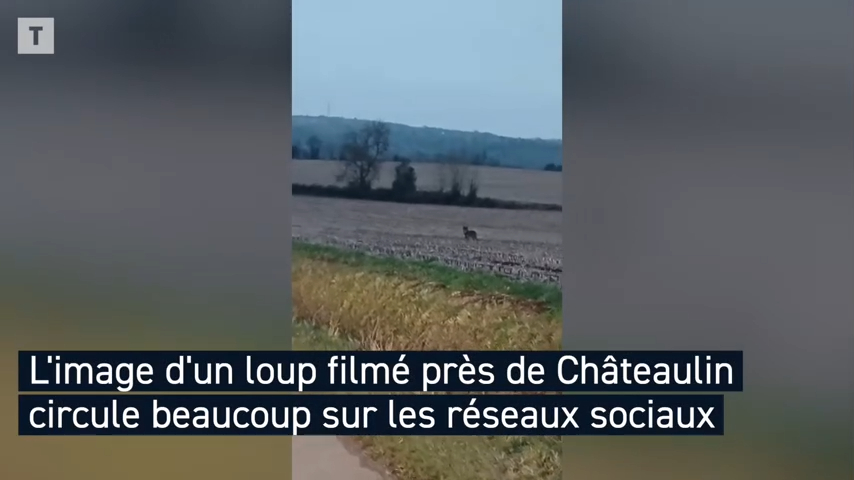 « Il était à une cinquantaine de mètres et ne semblait pas apeuré » : un loup aperçu aux portes de Châteaulin [Vidéo]