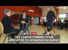 Des chiens formés pour apporter du bonheur en Ehpad