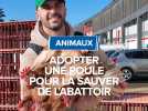 Adopter une poule pour la sauver de l'abattoir.