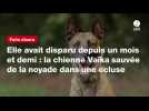 VIDÉO. Elle avait disparu depuis un mois et demi : la chienne Vaïka sauvée de la noyade dans une écluse