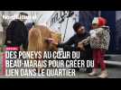 SOCIAL | Des poneys au coeur du Beau-Marais pour créer du lien dans le quartier