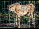 VIDÉO. Loft Story pour les guépards ? Un enclos spécial pour la reproduction au Zoo de La Flèche