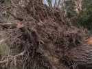 Tempête Nils dans l'Hérault : à Capestang, les images impressionnantes d'arbres tombés au sol à cause des vents violents