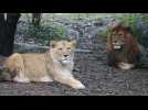 VIDÉO. La lionne Cléo est la nouvelle vedette du zoo de Champrépus