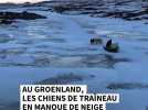 Au Groenland, les chiens de traîneau en manque de neige