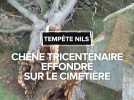 Tempête Nils : chêne tricentenaire effondré sur le cimetière