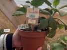 Bon plan : Une jardinerie de seconde main propose des plantes à moitié prix