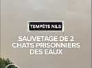 Tempête Nils : sauvetage de deux chats prisonniers des eaux dans le Lot-et-Garonne
