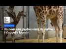 À Bellewaerde, un nouveau girafon de Rothschild