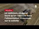 VIDEO. Le cadmium, ce métal lourd qu'on retrouve dans l'alimentation, à nouveau sur la sellette