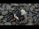 Des oiseaux marins s'échouent sur les plages du sud-Finistère
