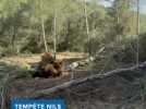 Tempête Nils : des dégâts dans le massif de la Clape
