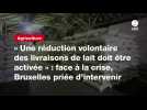 VIDÉO. « Une réduction volontaire des livraisons de lait doit être activée » : face à la crise, Bruxelles priée d'intervenir